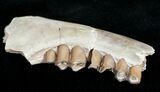 Oligocene Camel (Poebrotherium) Jaw Section #10541-1